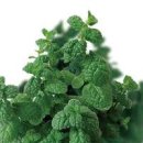 애플민트 키우기 이미지