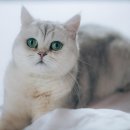 해피펫 | &#34;반려동물도 가족입니다&#34; 장례 문화, 전주 반려동물 장례식장 해피펫이 알려드려요!