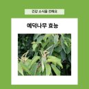 예덕피부관리 | 예덕나무 효능 피부진정 항염작용전통약재 건강관리