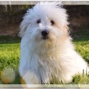 툴레아르Tulear