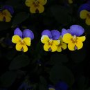 강원도립화목원 이미지