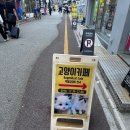 고양이카페 랙돌 이미지