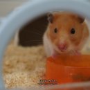 장금이 펜션 | 2016.6.20 - 2016.6.26