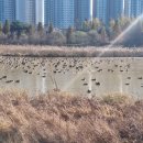 배다리공원 이미지