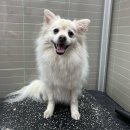 빠찌애견 이미지