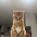 송림동물병원 | 고양이 피부병 뾰루지, 송림동물병원 치료 비용 및 후기