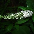 새벽이슬 이미지