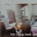 라임스킨셀