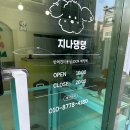 지나댕댕 이미지