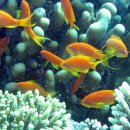 바다속이야기 이미지