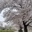 대전 전민동 갑천 벚꽃 후기(4/6일자 실시간 개화 상황, 주차꿀팁)