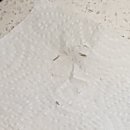 네일기본