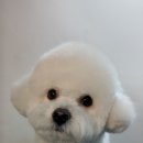 동물보육원 천안지부 이미지