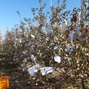 솔대농원 이미지