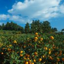 제이팜휴양펜션 이미지