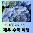 [제주 여행 총정리] 6월 아름다운 수국 보러 떠나는 3박 4일 제주 자유여행 코스