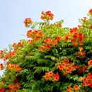 능소화(Campsis grandiflora) 이미지