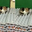 은경농장 이미지