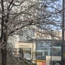 스타벅스 인천도화DT점 | [인천광역시] 수봉공원 벚꽃구경 및 산책(2026.04.04.)