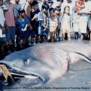 마마우스 이미지