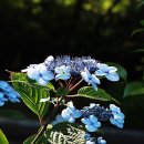 침묵(Silence 이미지