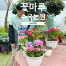 앵강만 | 아이랑 남해여행 꽃마루수국농원에서 수국 화분 체험 후기