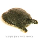 노성천과 논산천 이미지