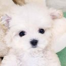 애니멀즈 강아지분양 고양이분양 천안점 | 애니멀즈 강아지분양 고양이분양 천안점에서 소중한 반려동물을 찾았어요!