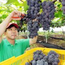 포도원 이미지