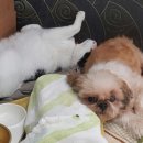 주라울 이미지