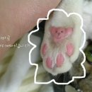 야옹이발바닥 이미지