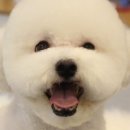 멍멍아 또 와 이미지