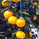 서홍농장 | 달고 맛있는 유기농 천혜향 선물용 가정용