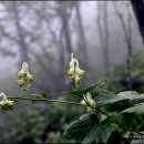 천수자원 Daum카페