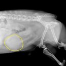 그랜드24시동물병원 이미지