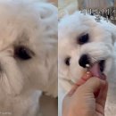 강아지song 이미지