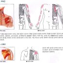 Re:극하근,소원근 압통점 스트레칭/외회전운동 이미지