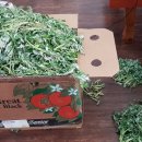 낙지한상 이미지