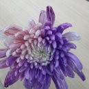 장안화원 네이버블로그