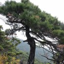 가곡 동막사방댐 화장실 | 소나무 산길이 예뻤던 괴산 성불산으로 떠나는 가을여행(2015년 11월5일)