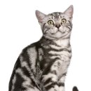 코너동물병원 이미지