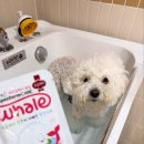 자연앤동물병원 미용실 이미지