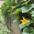 반월(릴)-8 이미지