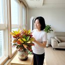 빛의샤워 | "알록달록했던 잎이 왜 초록색만 남았죠?" 크로톤 키우기 빛 샤워 4시간으로 색감 살린 후기