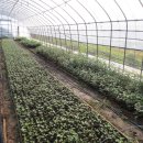 묘하우스 이미지