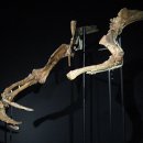 공룡발톱 이미지