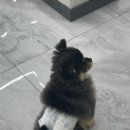 소안헤어