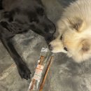 덴탈투게더 | 강아지 치석제거 효과 본 말힘줄 간식 후기| 입 냄새 개선까지!