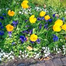 꽃보다 라인댄스 이미지