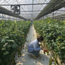 현대농장(A) 이미지